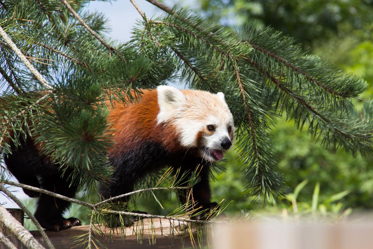 Roter Panda läuft unter einem Kiefernzweig über einen Baumstamm, die Zunge leicht herausgestreckt