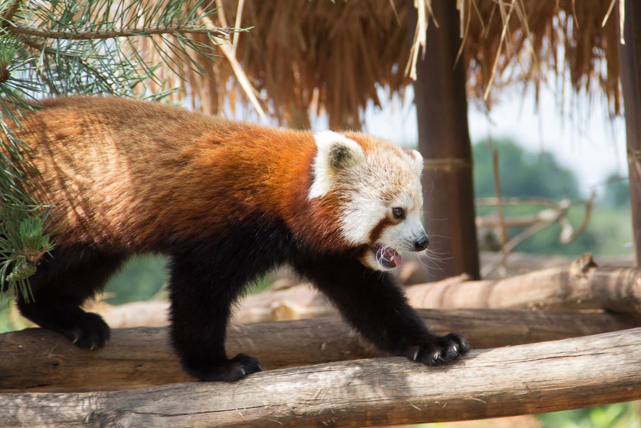 Roter Panda im Profil, balanciert über einen Holzbalken vor einem Dach aus Palmwedeln