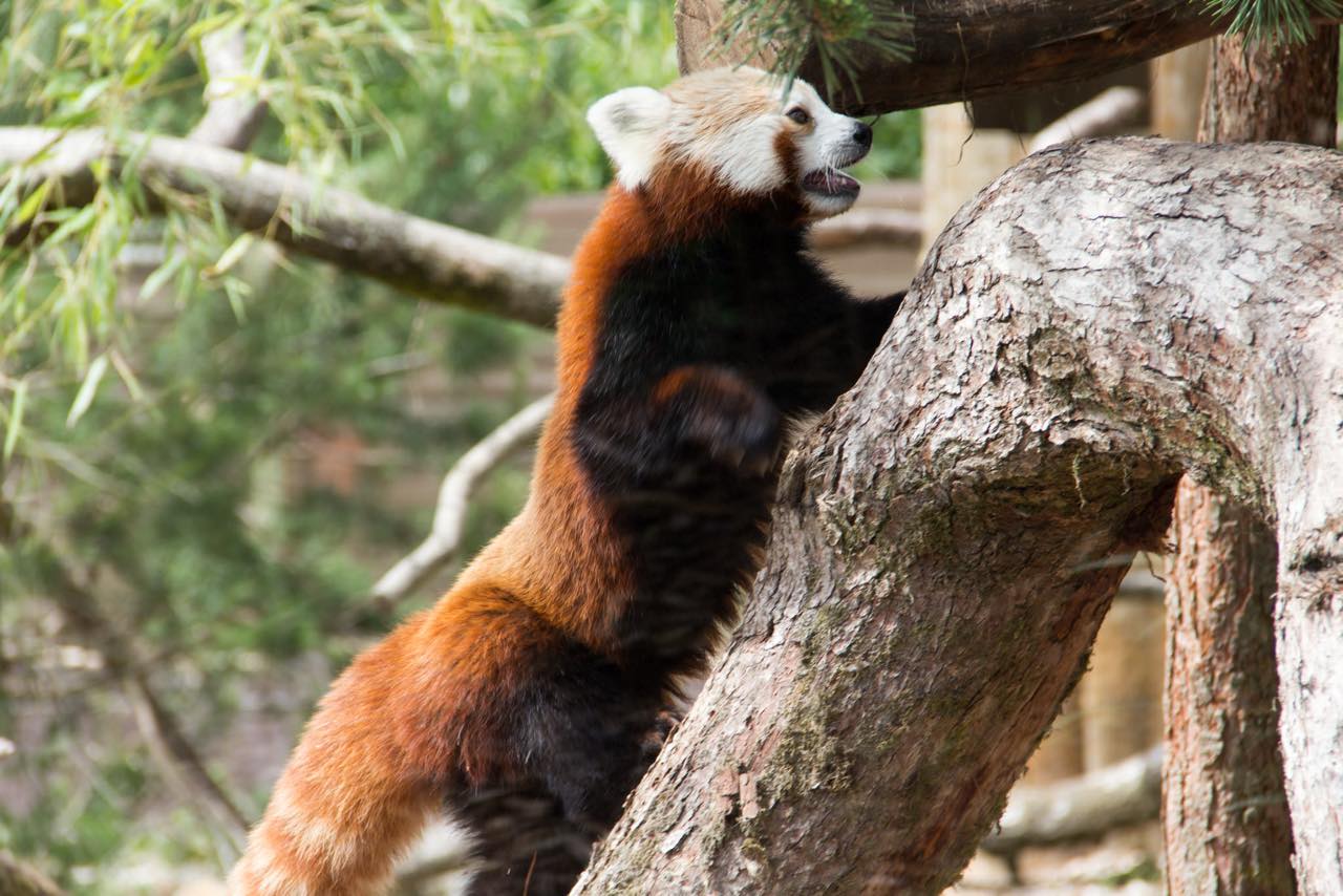Roter Panda klettert an einem dicken Baumstamm empor und blickt nach oben
