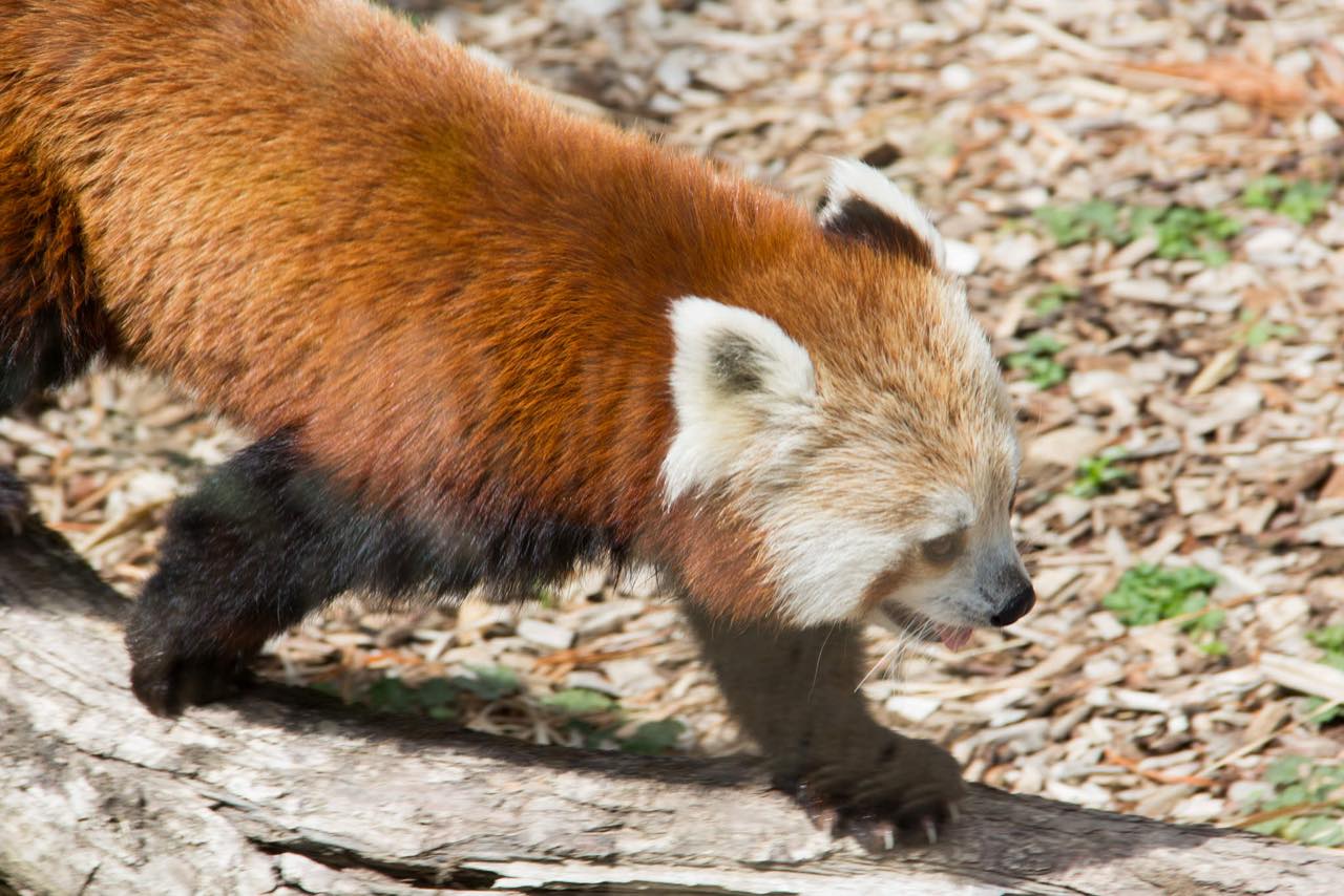 Nahaufnahme eines roten Pandas, der über einen liegenden Stamm läuft