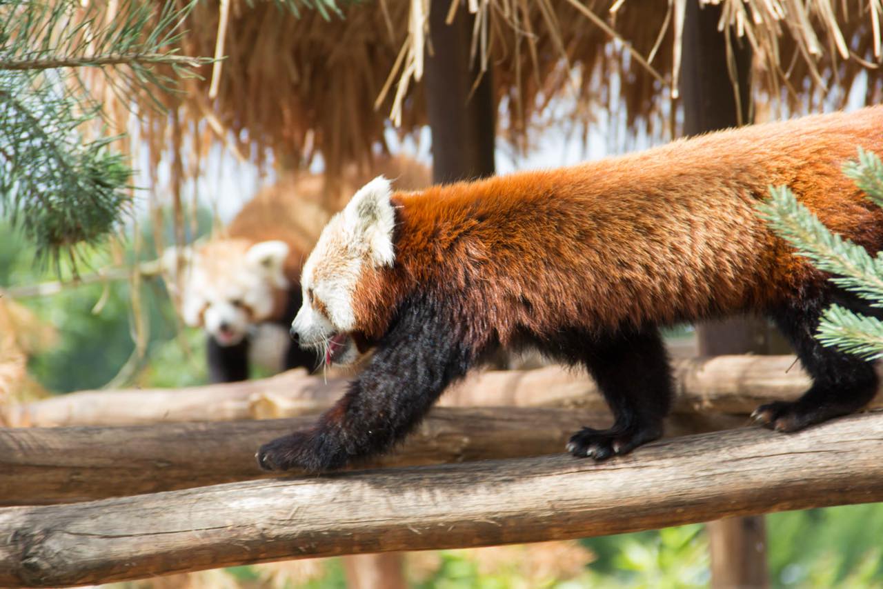 Zwei rote Pandas — einer läuft über einen Balken, ein zweiter folgt unscharf im Hintergrund