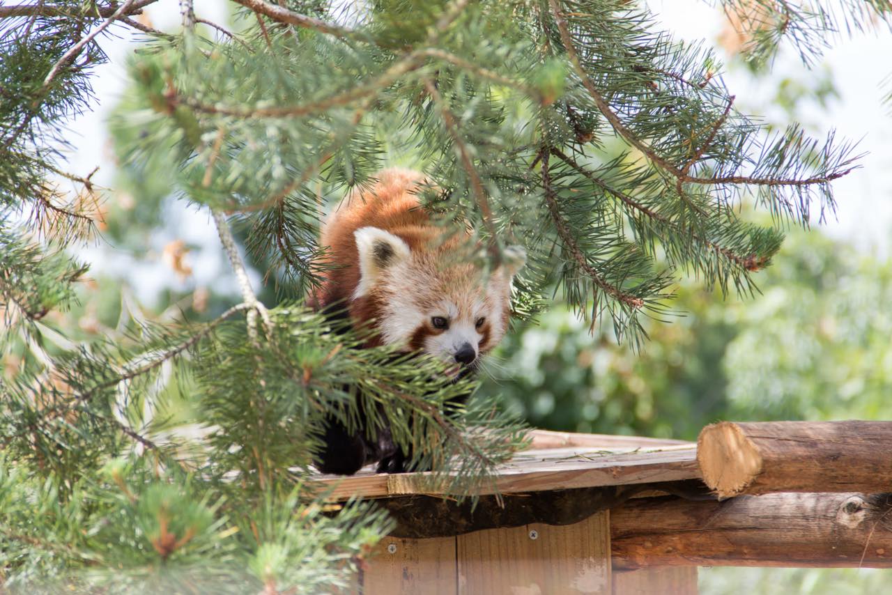 Roter Panda blickt zwischen dichten Kiefernnadeln hindurch in die Kamera