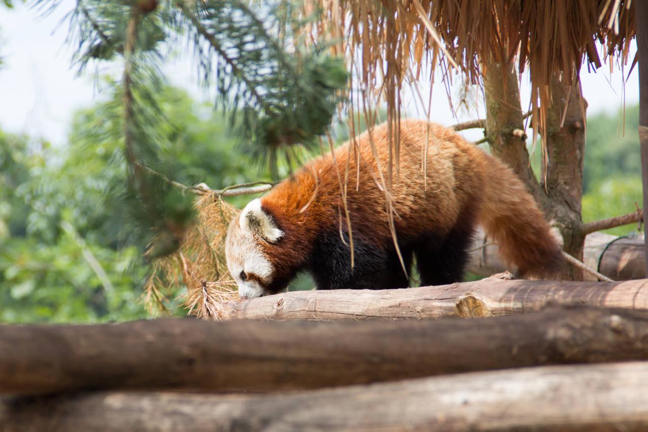 Roter Panda schnuppert mit gesenktem Kopf an einem Kiefernzweig auf einem Holzstamm